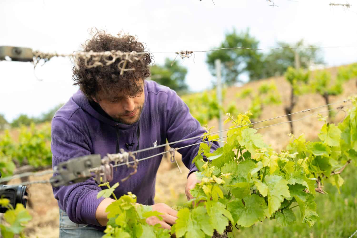 weinberge lothar 250806