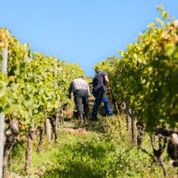 weinlese handlese weinberg zeile