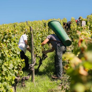 weinlese lesehelfer weinberg buttentraeger