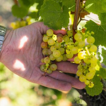 weinrebe rieslaner trauben