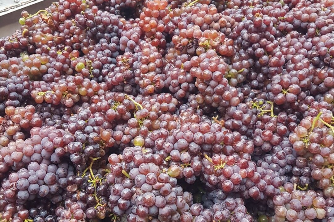 blauer silvaner trauben uai