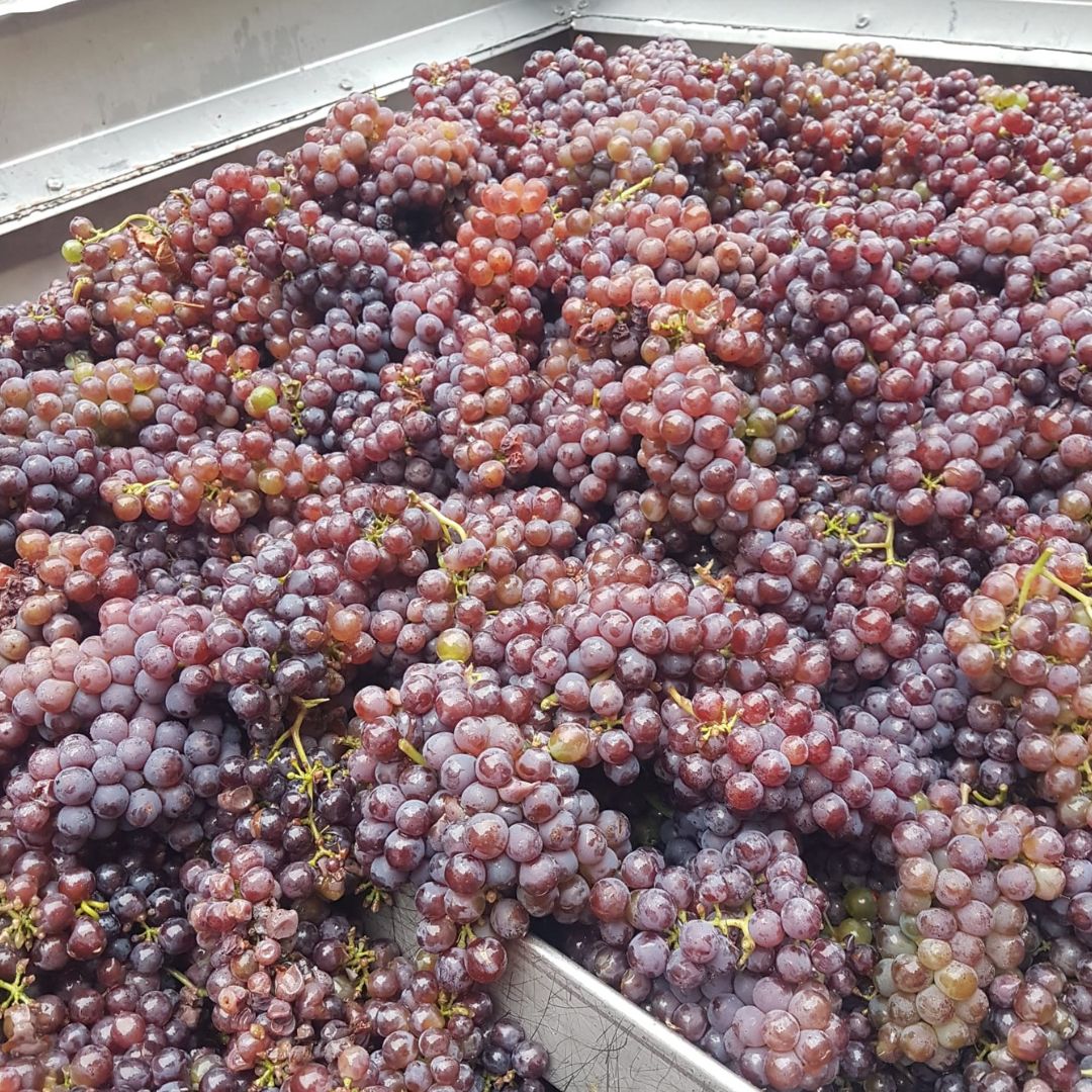 blauer silvaner trauben